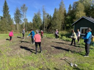 Maisemapellon kylvö Loukusassa