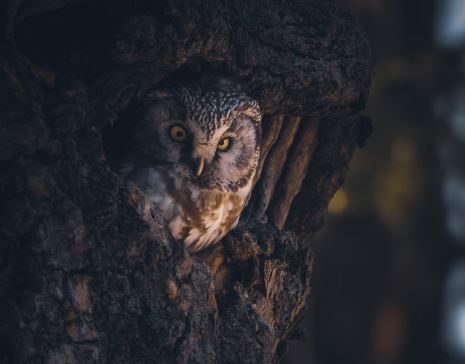helmipöllä kurkistaa puun kolosta